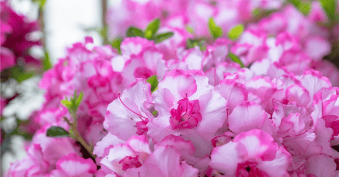 Autumn_Kiss_Encore_Azalea_Credit_Kathleen_Schmucker-1