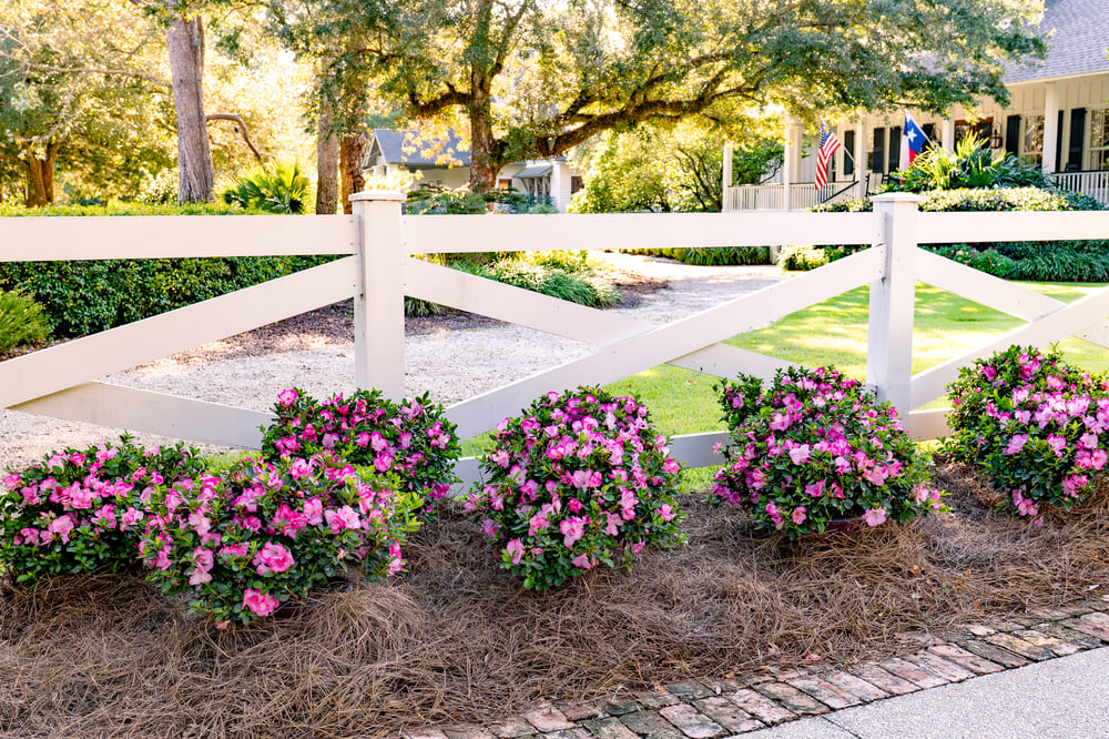 Azalea_Encore_Autumn_Kiss_Landscape_20241008-145