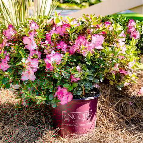 Azalea_Encore_Autumn_Kiss_Landscape_20241008-555