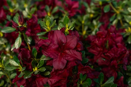 Azalea_Encore_Autumn_Velvet_Detail_20251118-9
