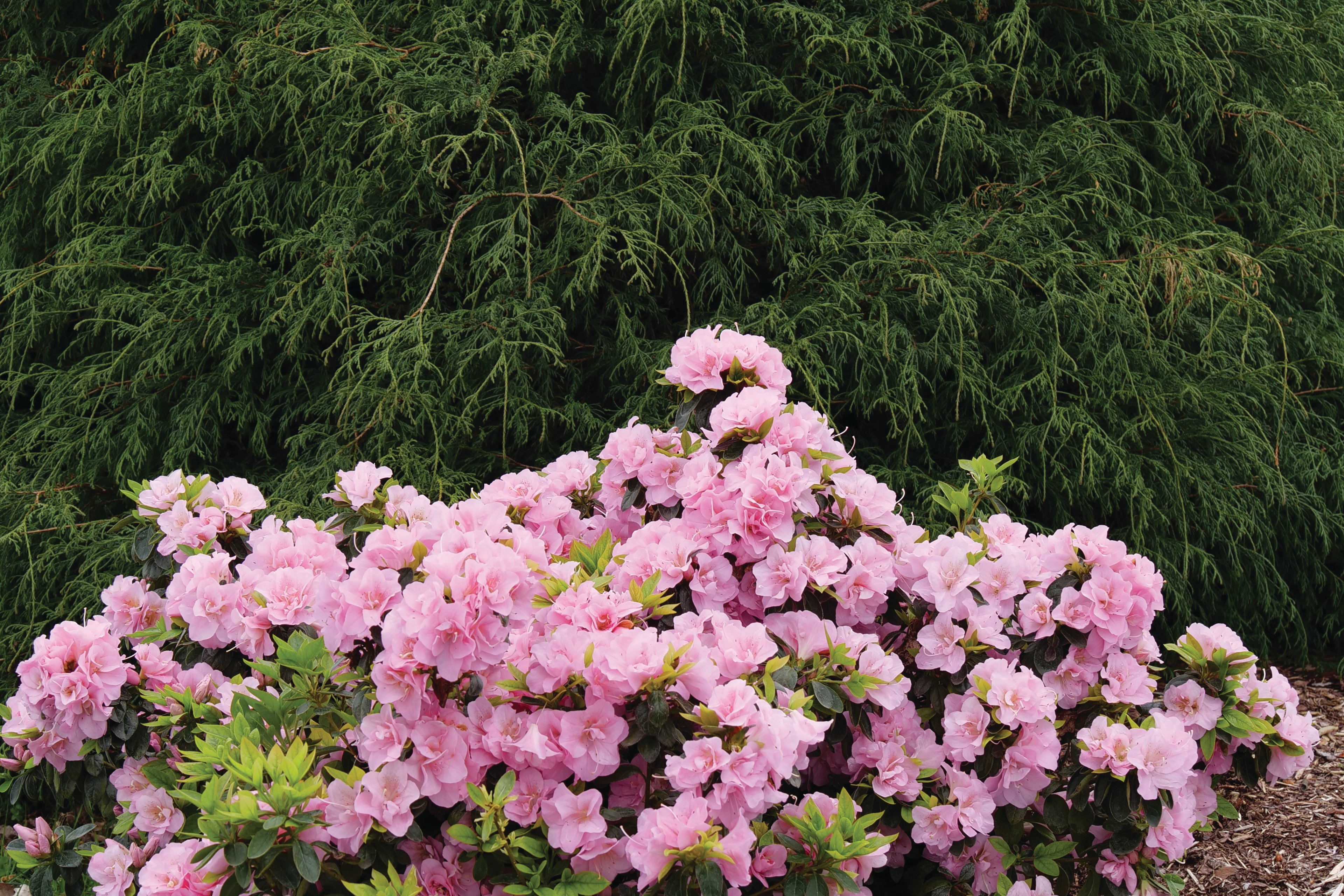 Rhododendron Perfecto Mundo Double Pink