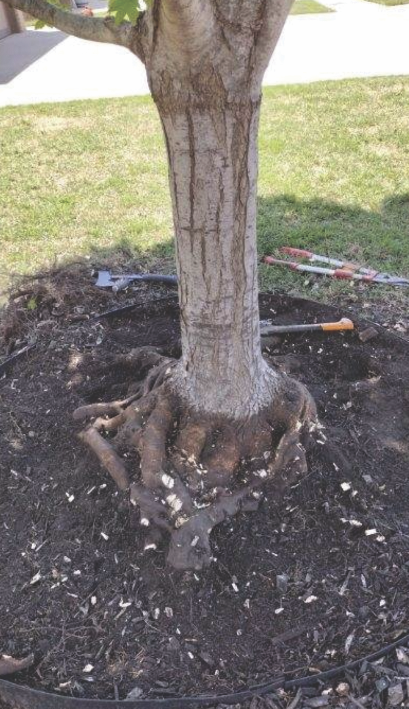 This tree underwent meticulous root pruning to eliminate girdling and advantageous roots, fostering optimal tree health and vitality.