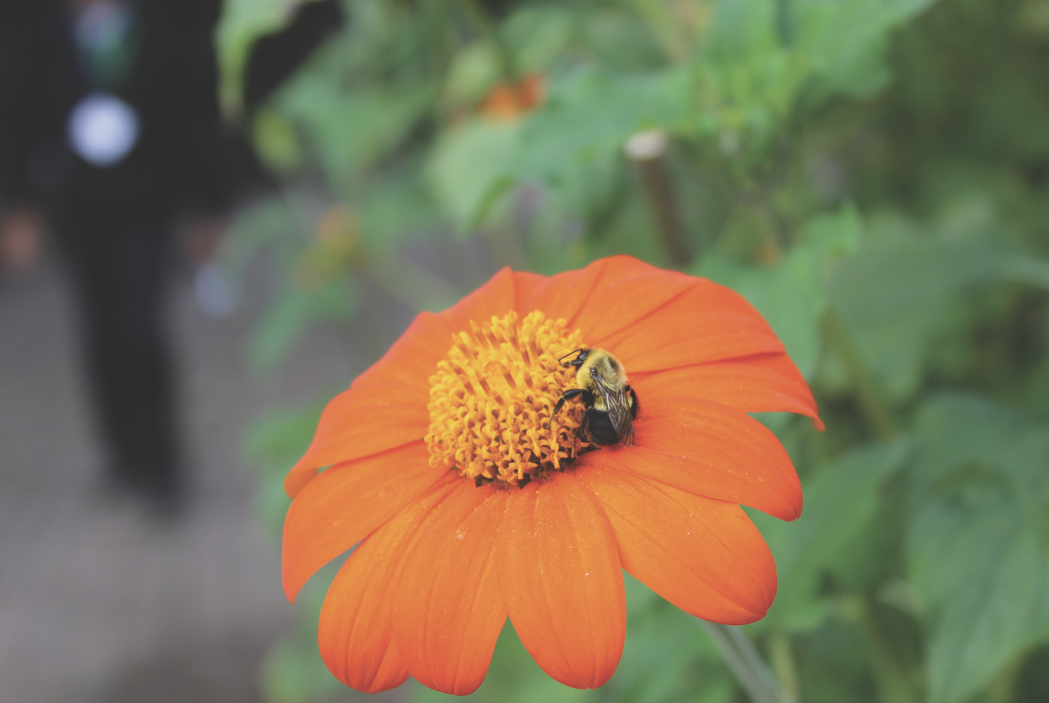 Bee on Tithonia by Damon Abdi
