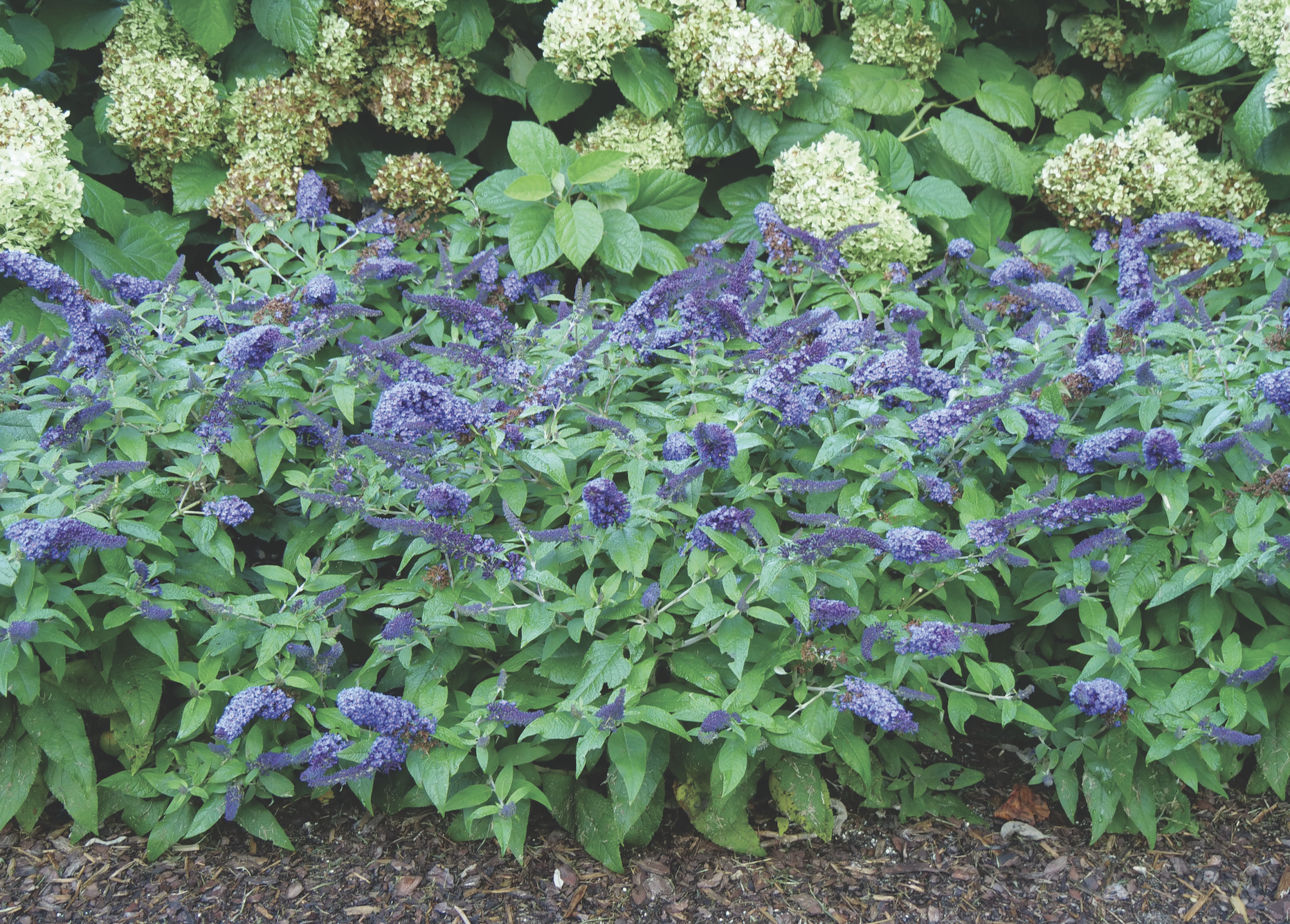 Buddleia Pugster Blue 2