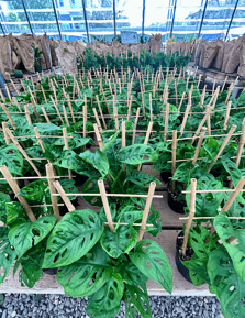 California Greenhouses (11)