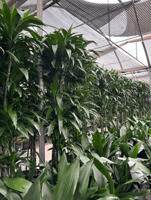 California Greenhouses (15)