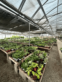 California Greenhouses (5)