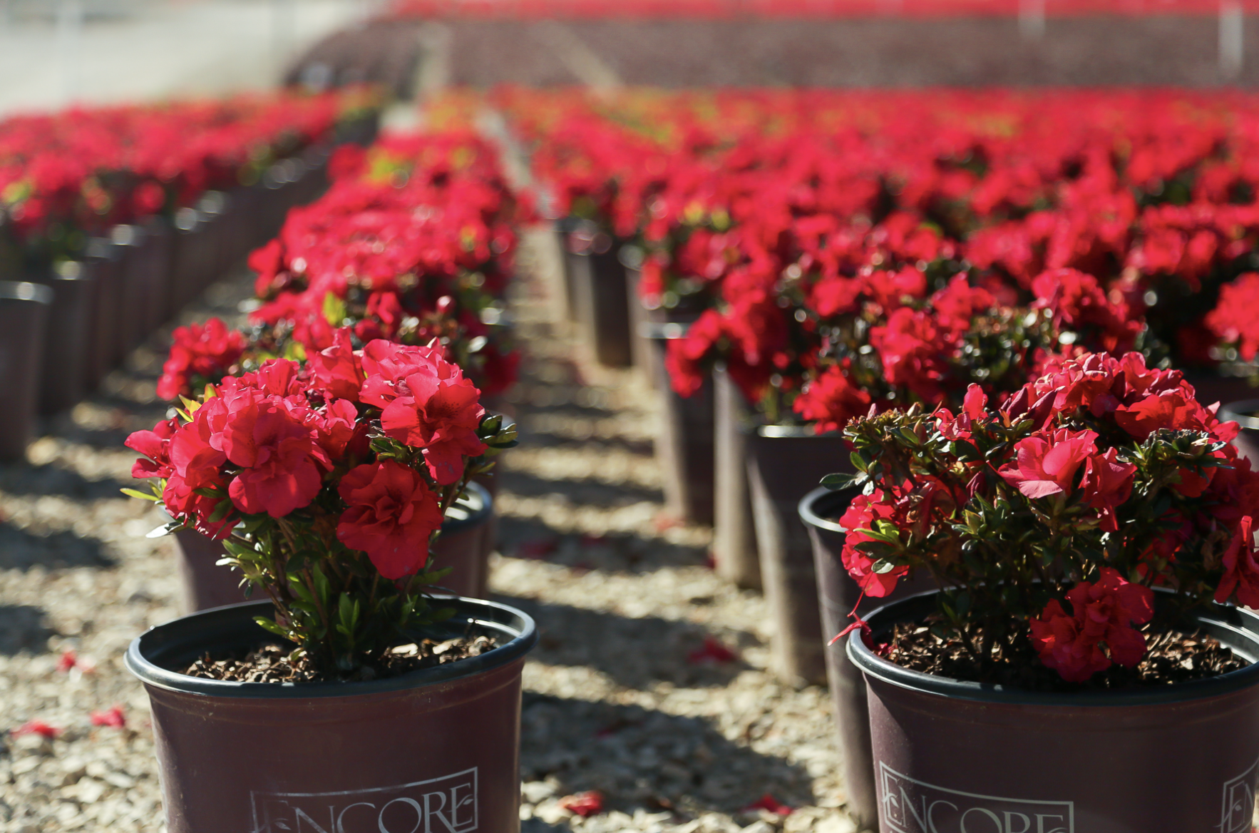 Encore Autumn Fire Azaleas (2)