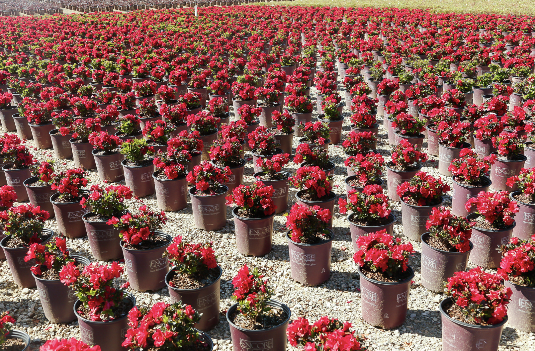 Encore Autumn Fire Azaleas