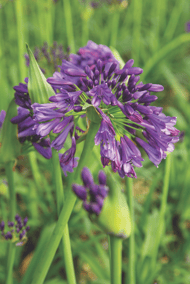 Ever Amethyst™ Agapanthus from Sunset Plant Collection