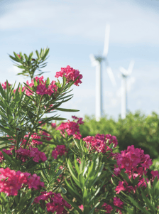 Flowers and Win Turbines