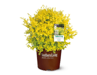 Ligustrum_Sunshine_3gal_Clipped_w-tag_X21A3601