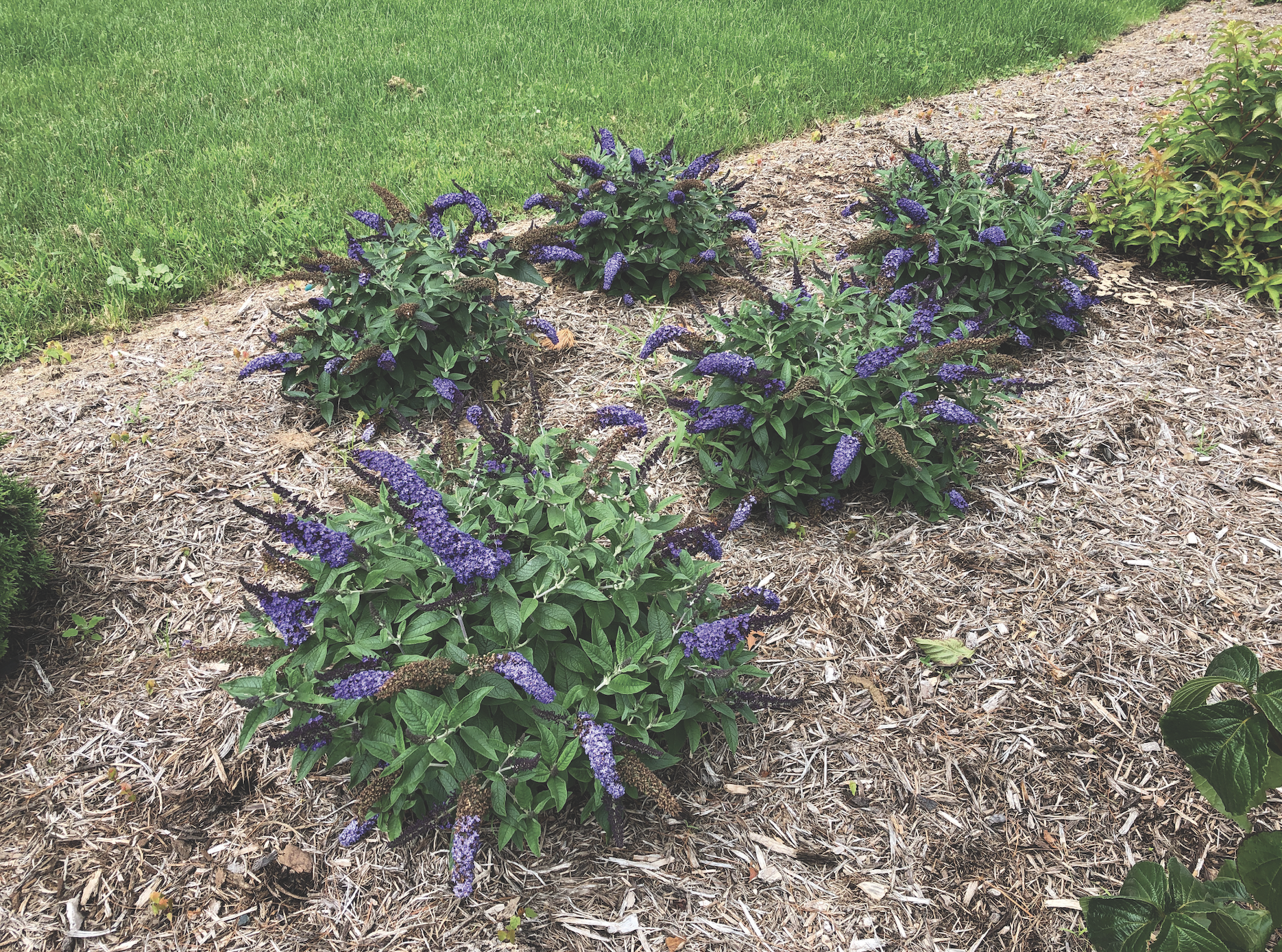 Pugster Blue® Buddleia from Proven Winners