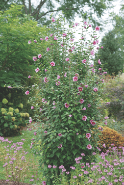 Purple Pillar® Hibiscus syriacus from Proven Winners