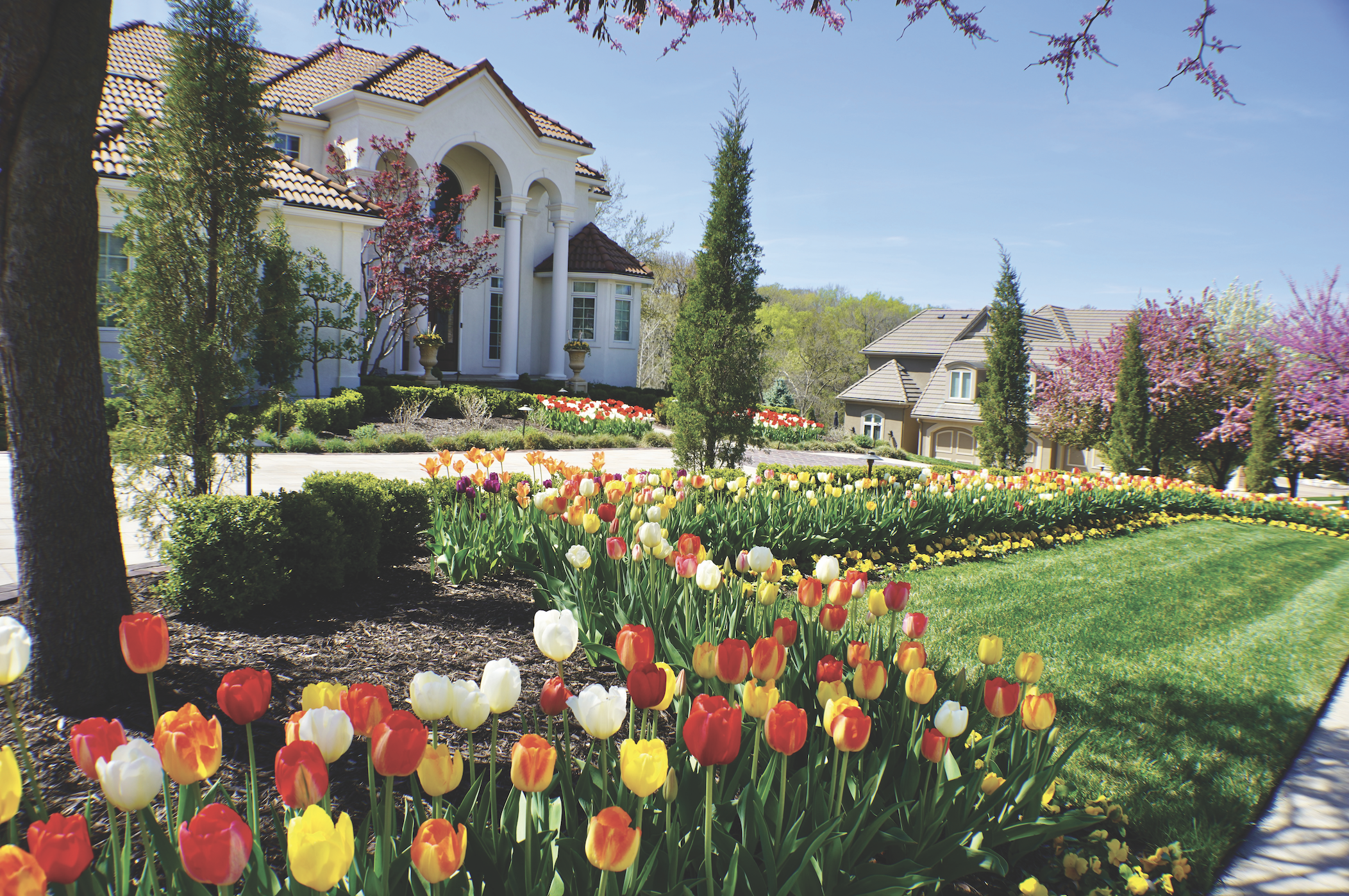 Kansas City Home with Tulips