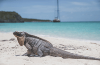 Lizard on the Beach