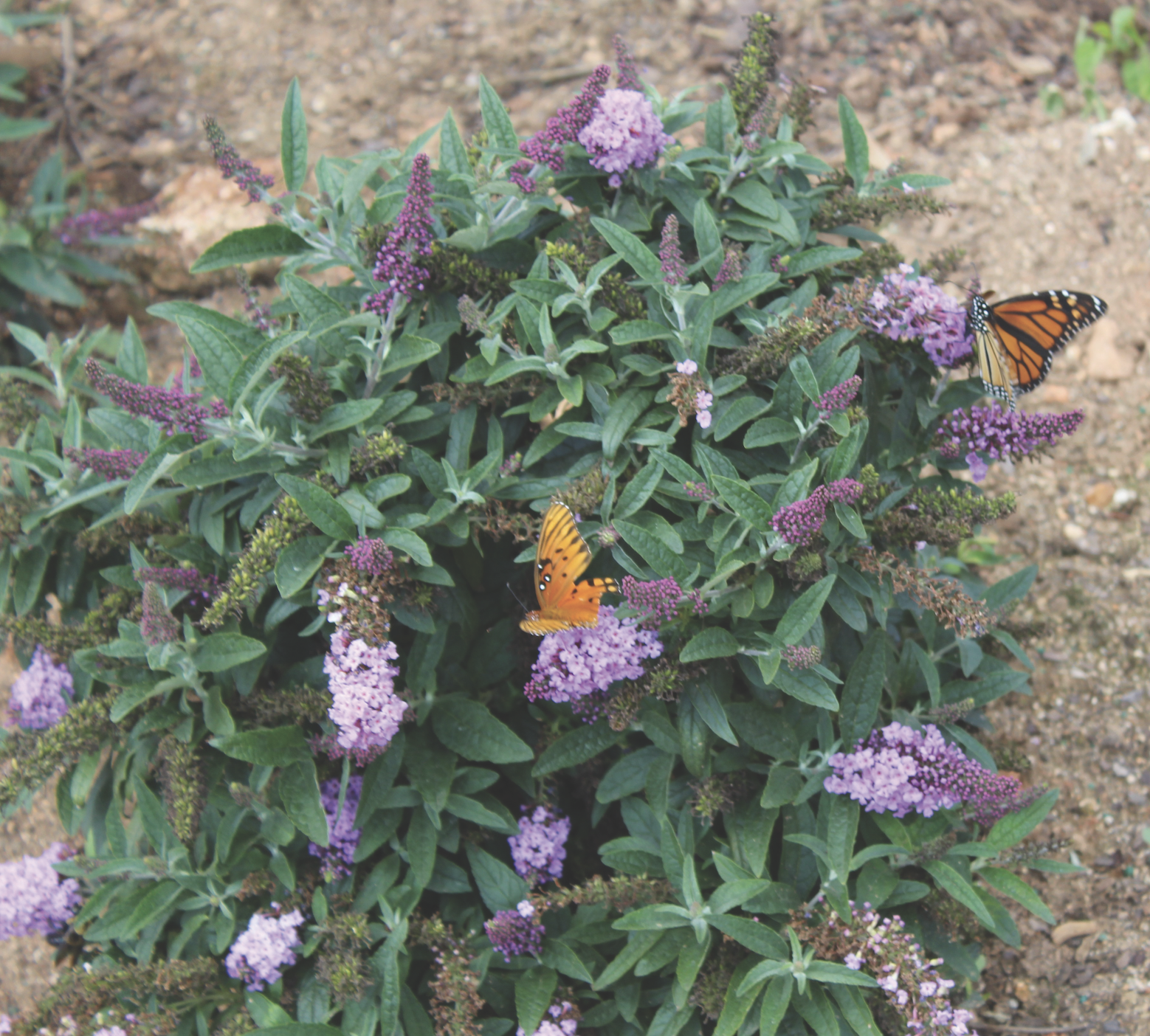 Butterflies on Buddleia