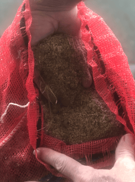 Crawfish Compost (3)
