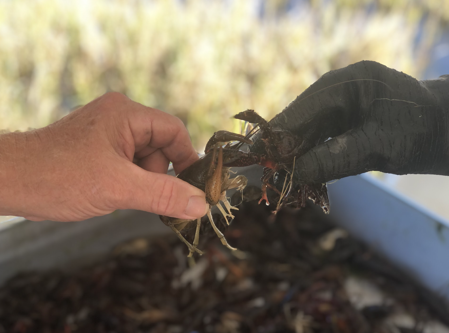 Crawfish Compost (5)