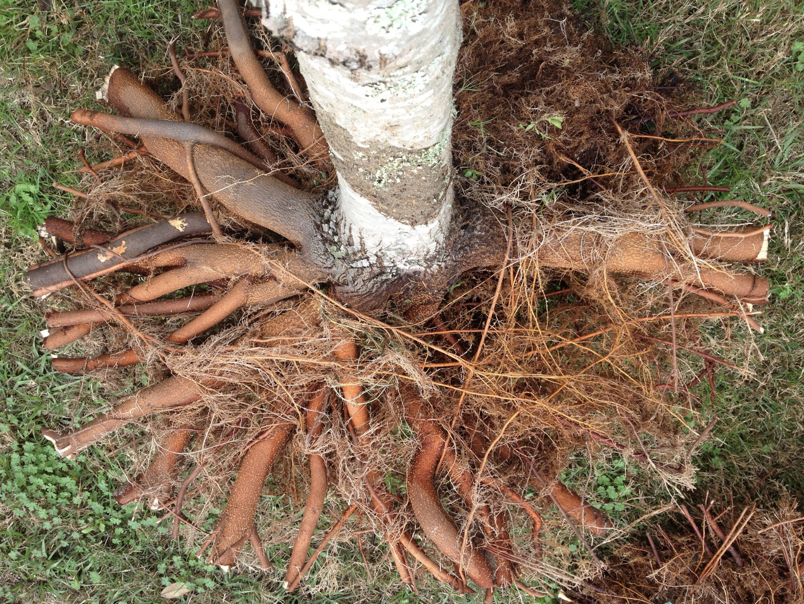 Tree roots