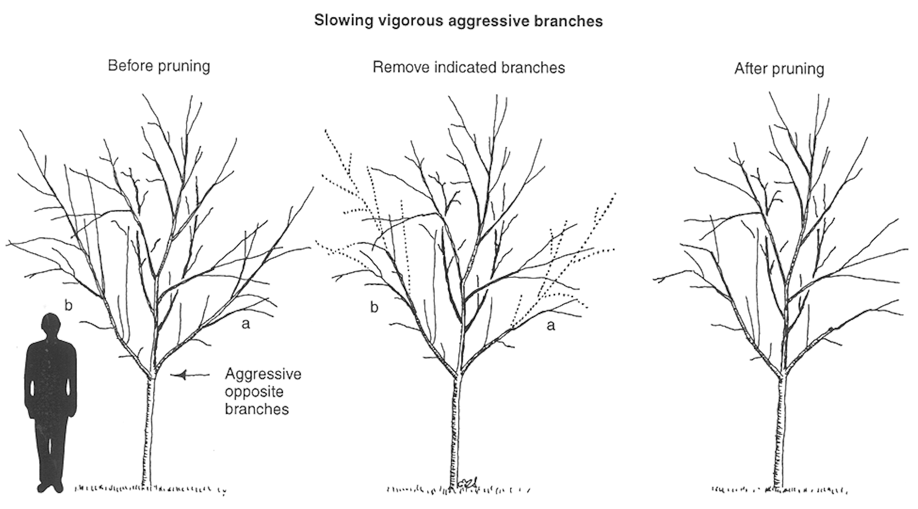Key to Healthy Trees Fig 3