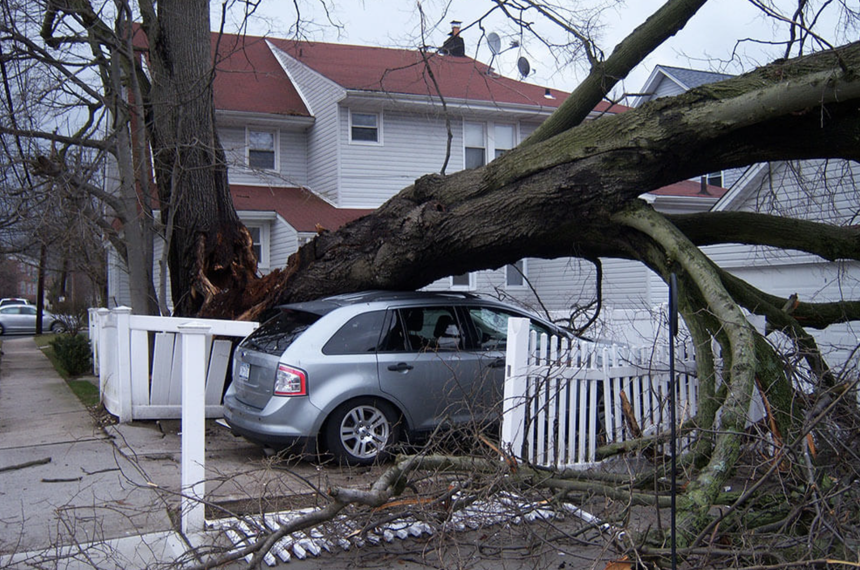 Car damaged by tree