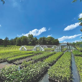 Native Forest Nursery (3)