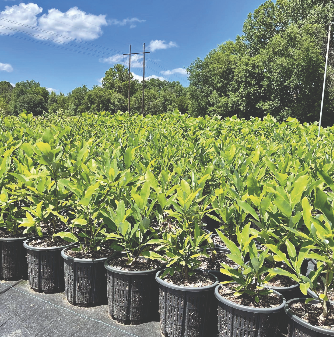 Native Forest Nursery (5)