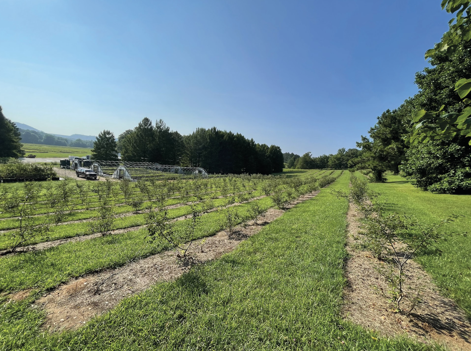 Native Forest Nursery (2)