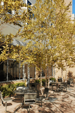 Tree Plantings around University of Florida