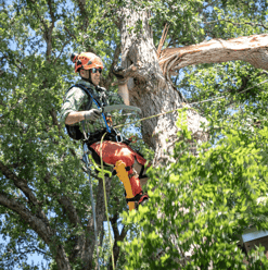 Urban Soil Tree Services (2)