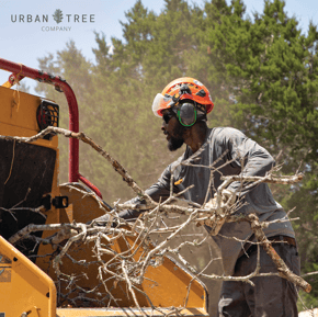 Urban Soil Tree Services (4)
