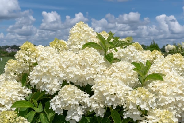 Hydrangea_White_Wedding_Blooms_20240708-2-1