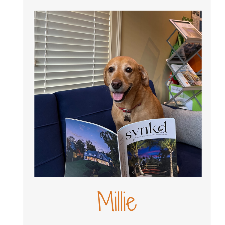 Millie is SYNKD's resident office dog. You can find her providing emotional support, fetching important documents and keeping the floor clean.