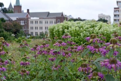 Flowers on Rooftop (1)