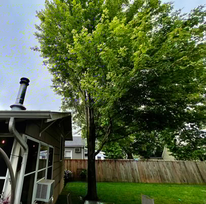 insurancetrees