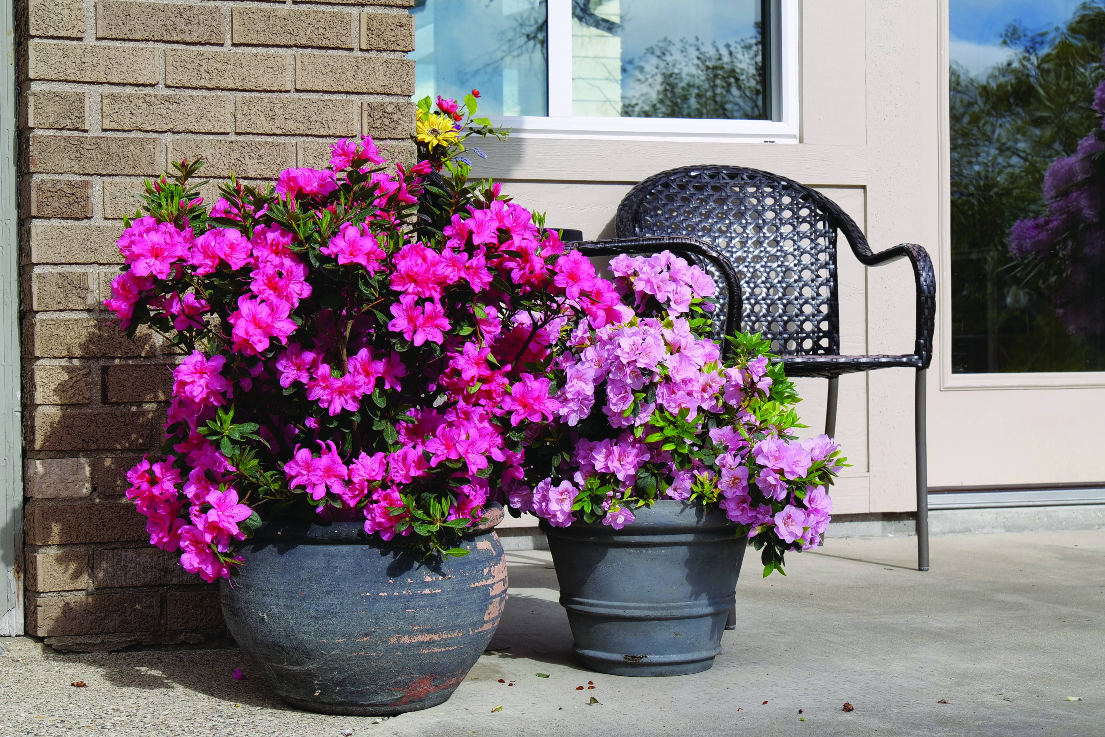 Rhododendron Perfecto Mundo Double Dark Pink