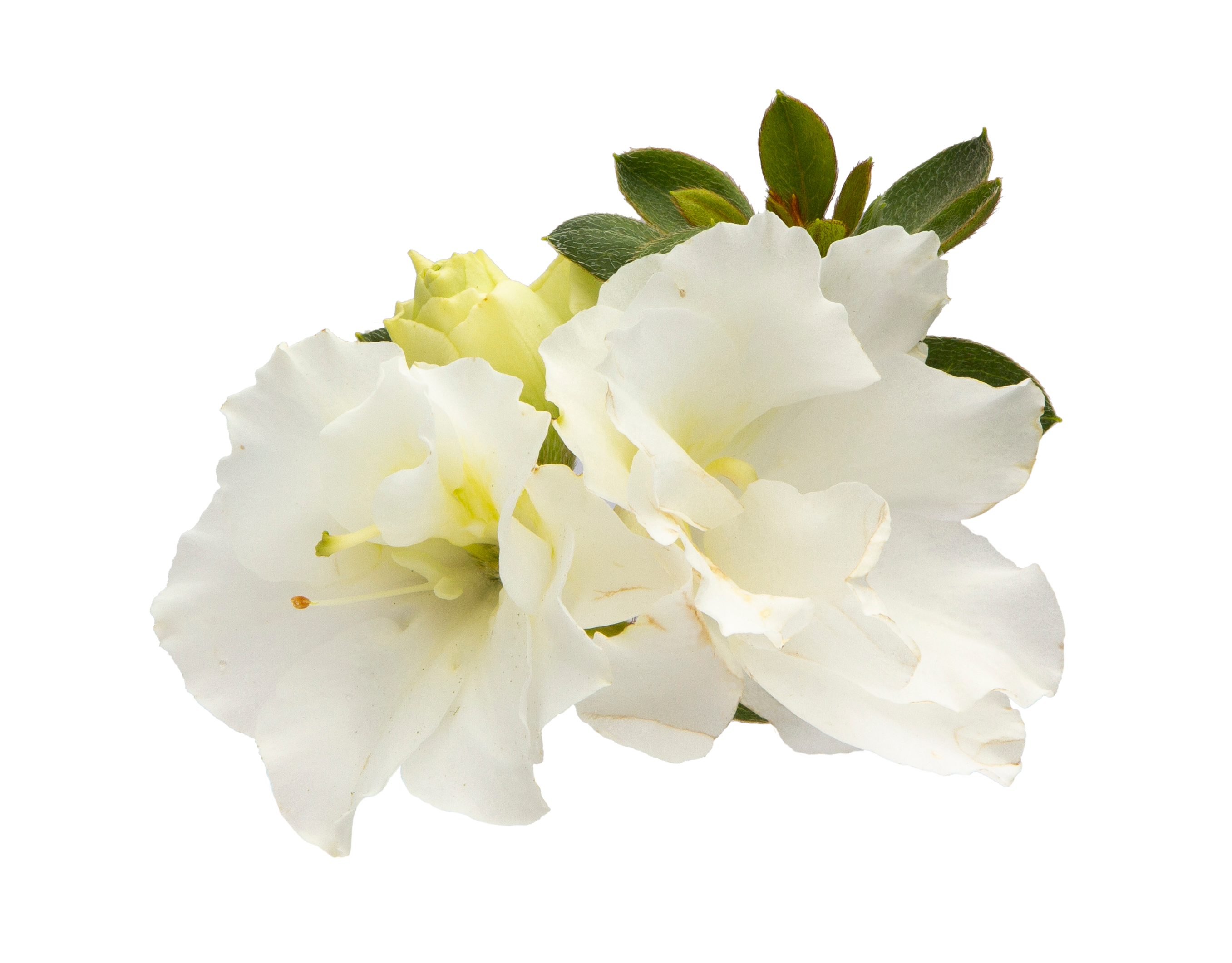 Azalea Perfecto Mundo Double White Bloom 1