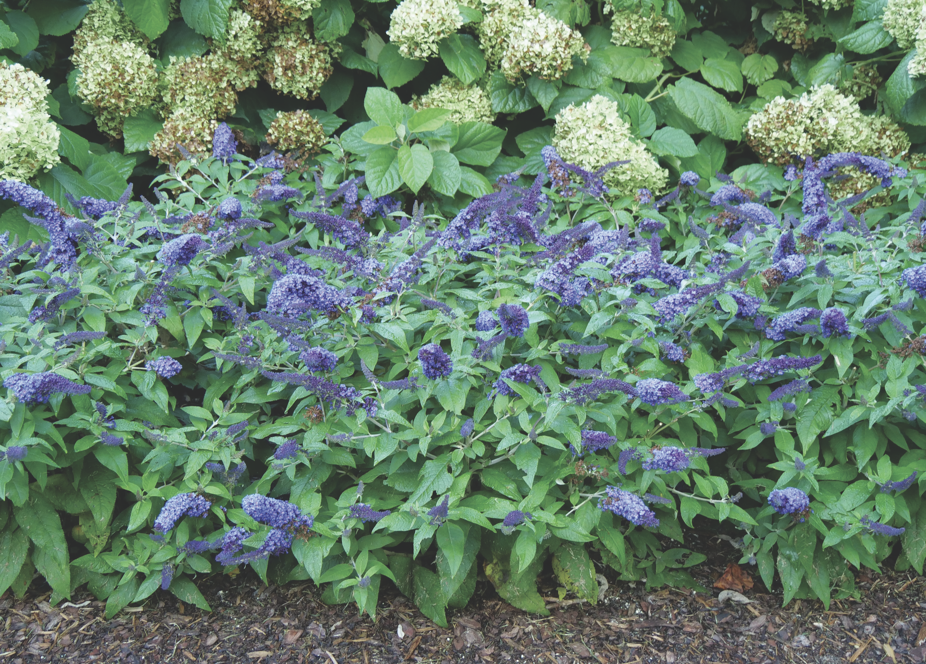 New Buddleia Pugster Blue® for the West region