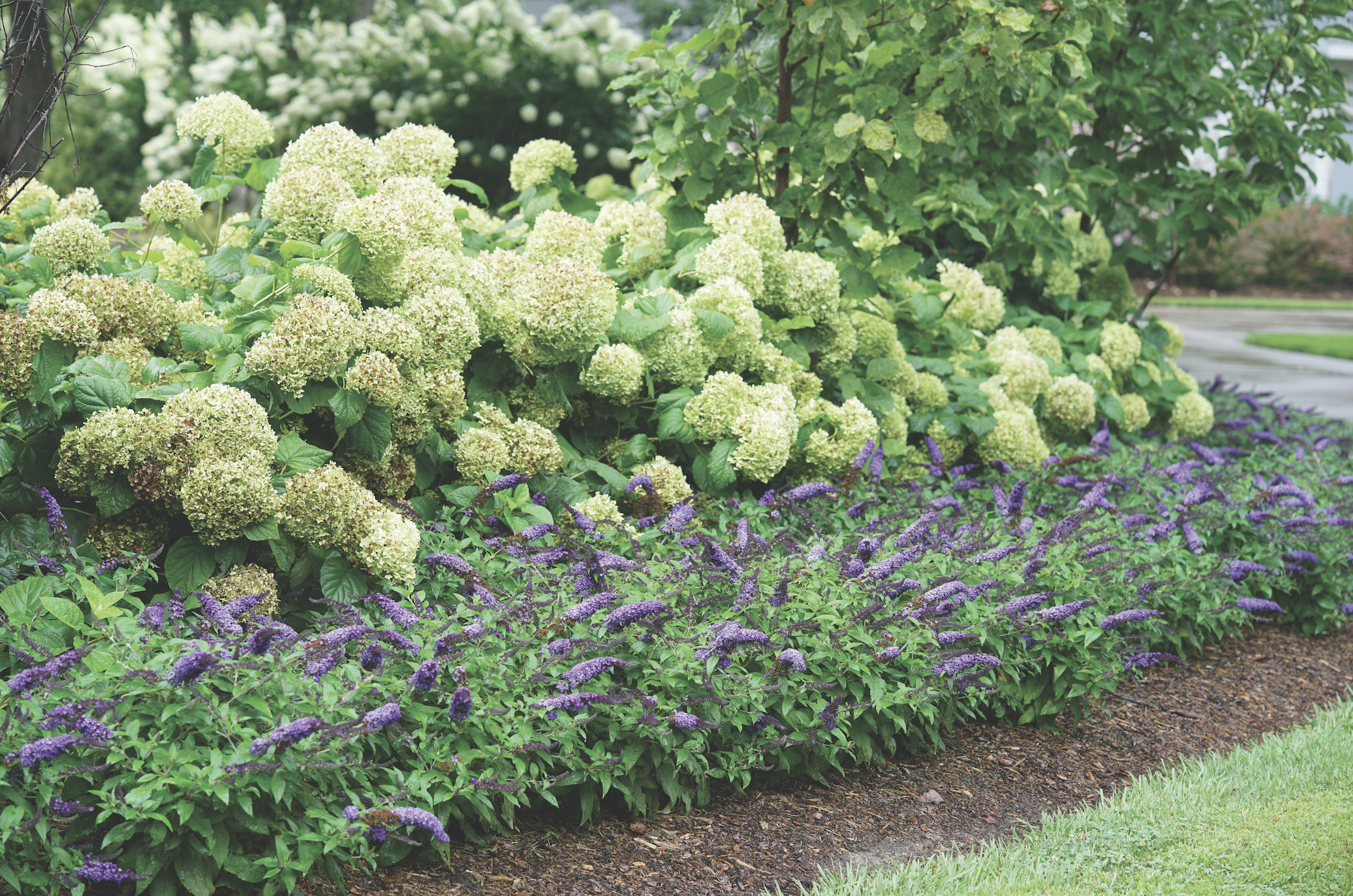 Buddleia Pugster Blue