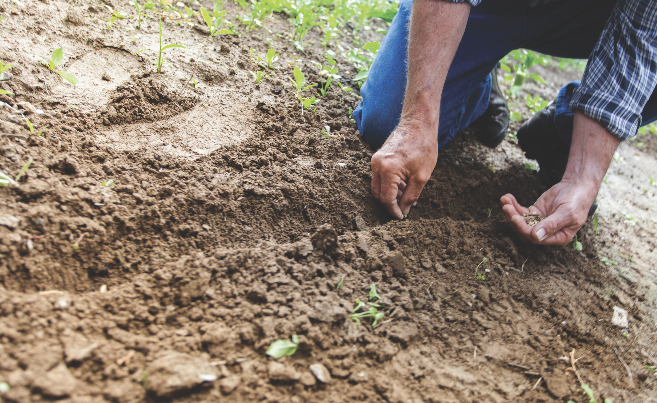 Sowing Seeds