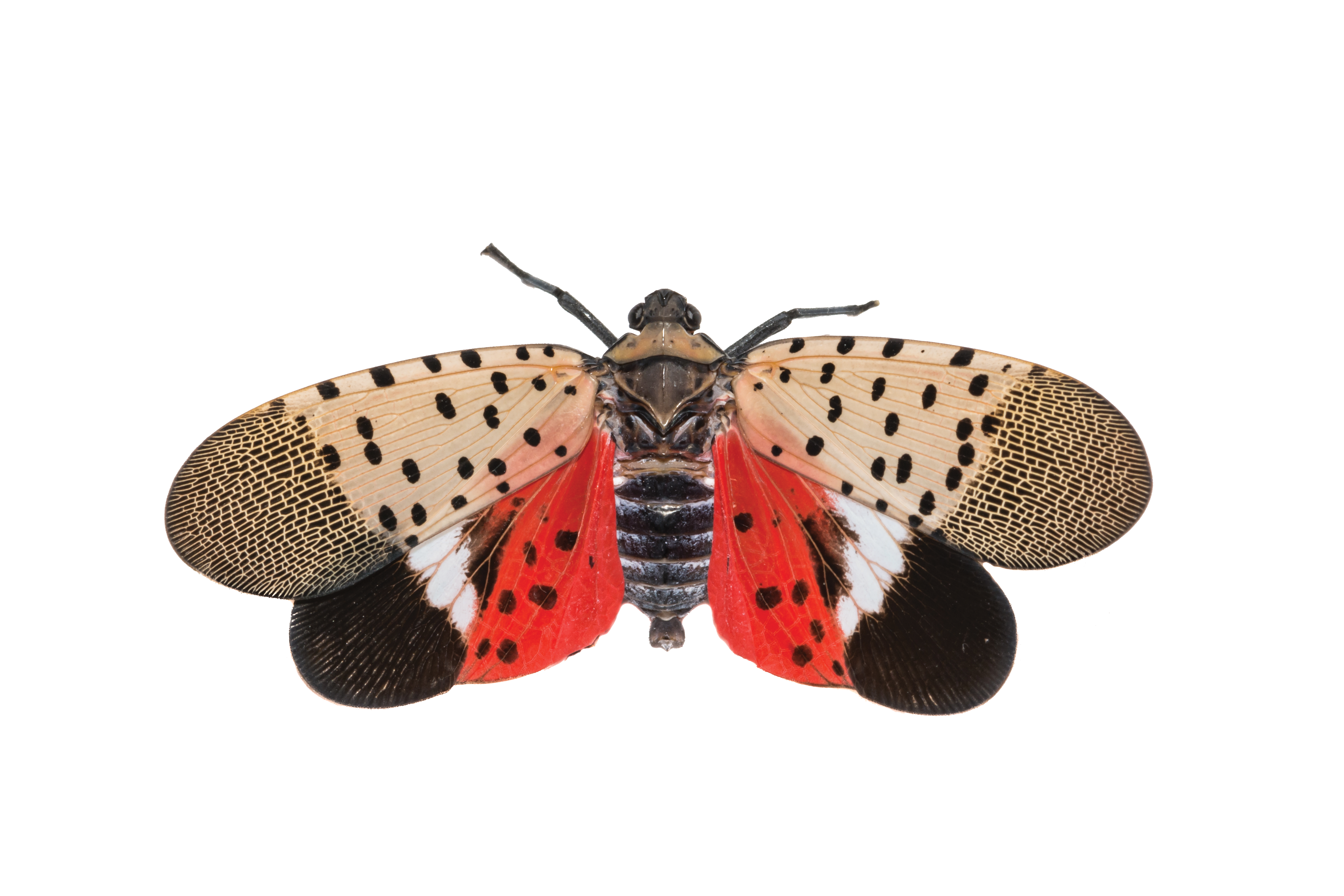Spotted Lantern Fly: A Guide for Landscapers