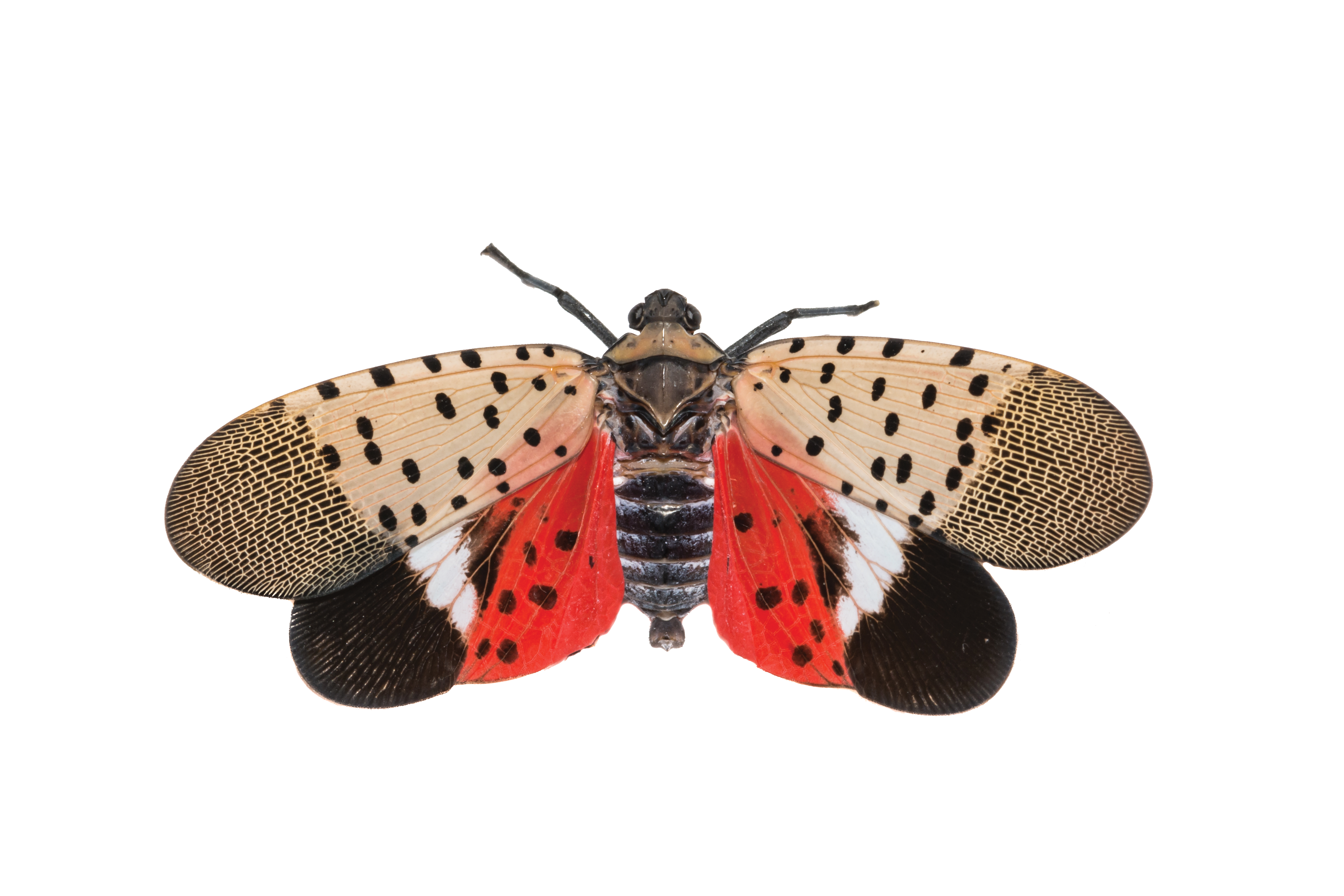 Spotted Lantern Fly: A Guide for Landscapers