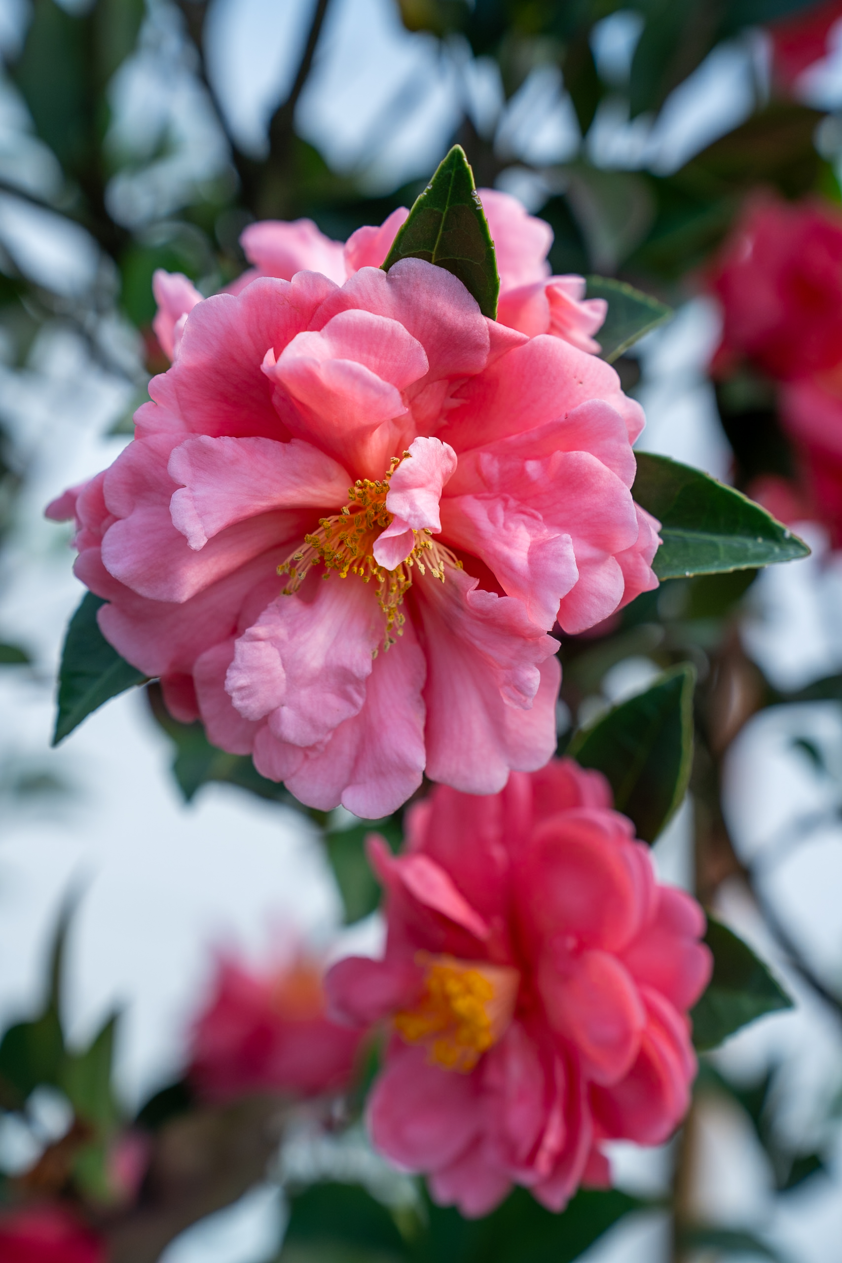 California Spring Trials 2026: Moody Meets Metallic in the Latest Plant Development Services Introductions