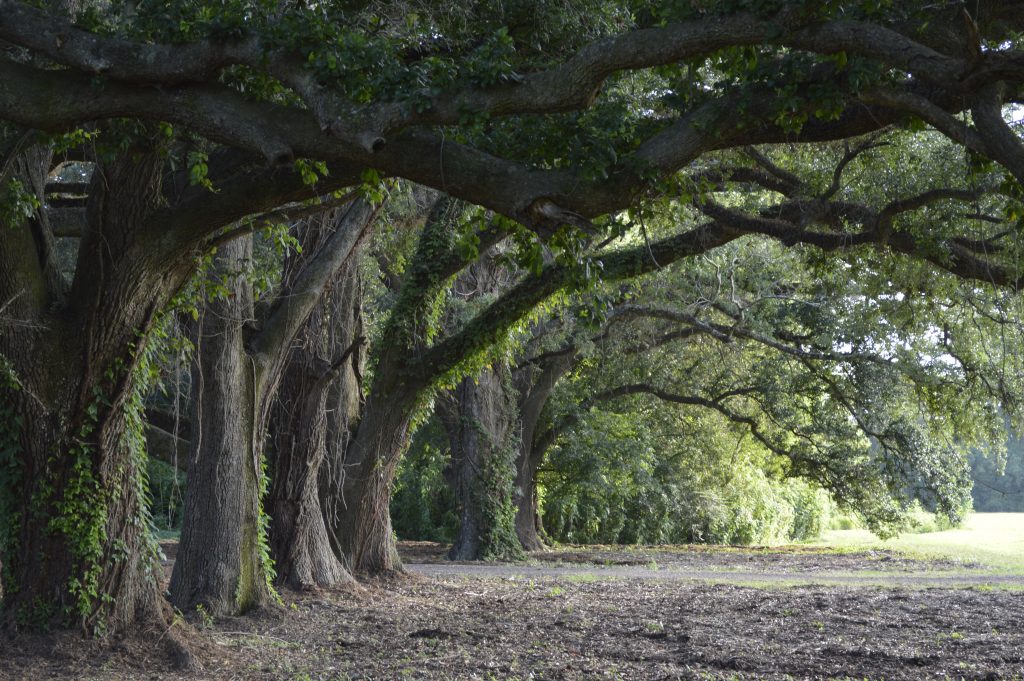 How one community created a privately funded park