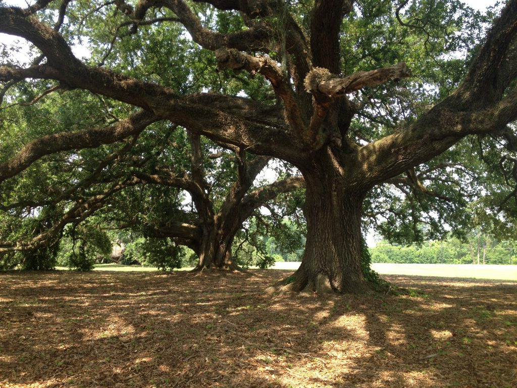 ancient oak trees at moncus park
