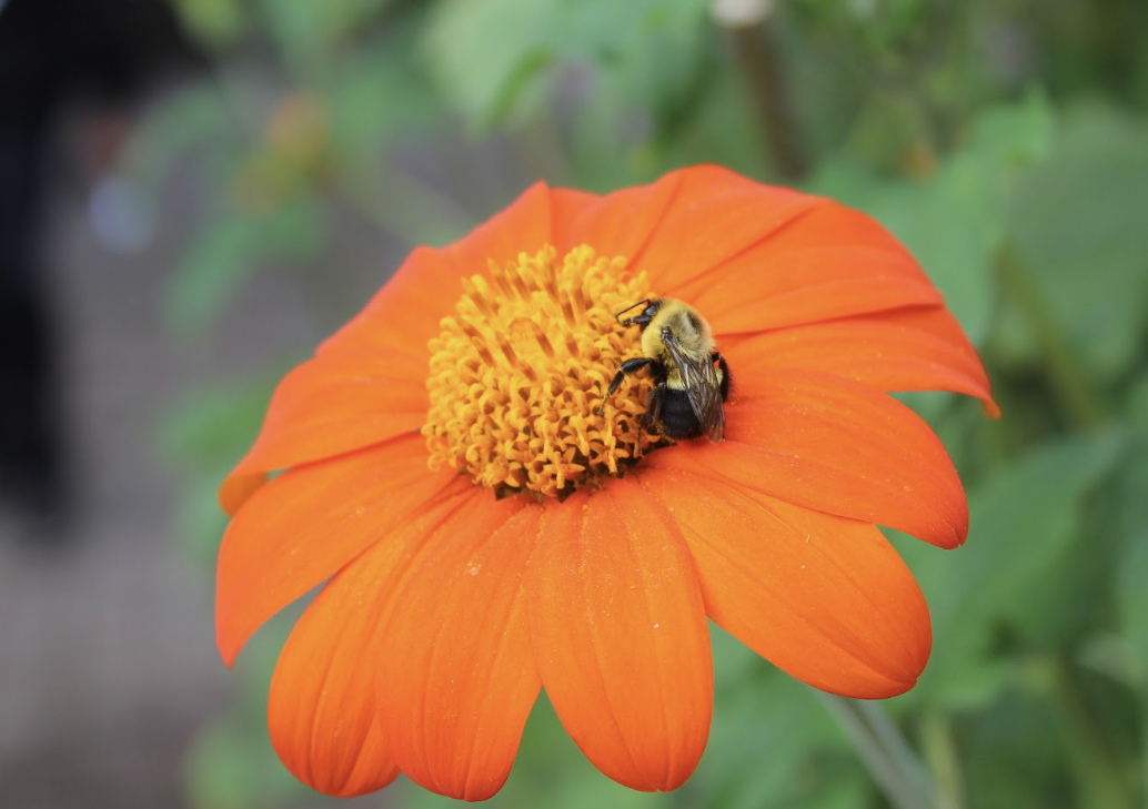 Protecting Pollinators