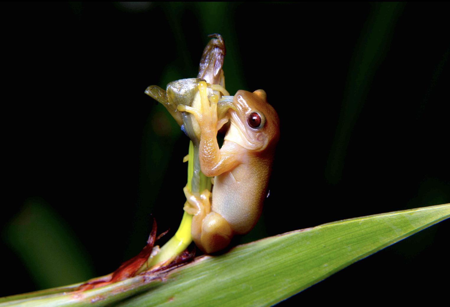 This Frog May Be the First Amphibian Known to Pollinate Flowers