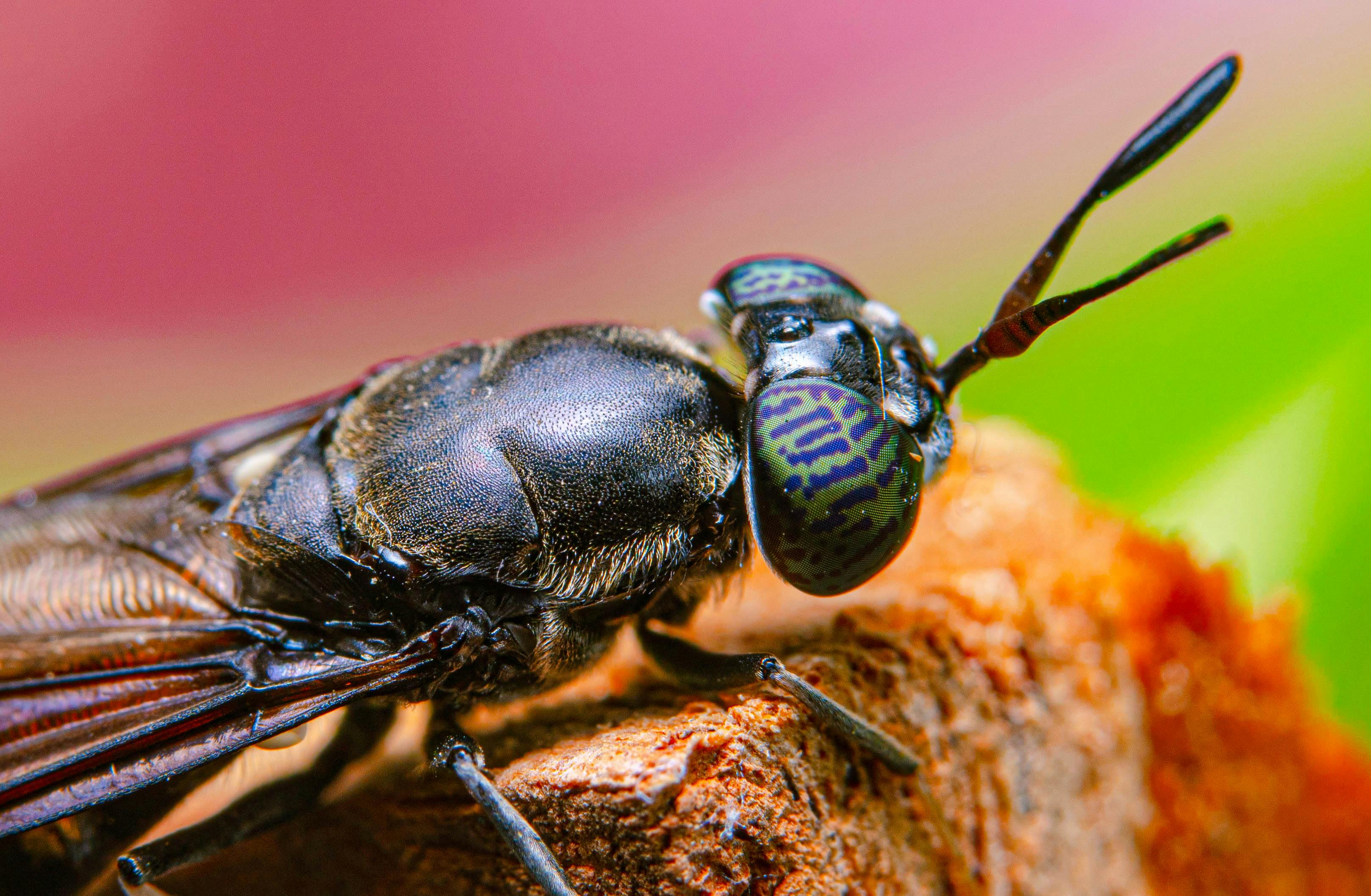 The Scoop On Poop: Bug Waste As Promising BioFertilizer